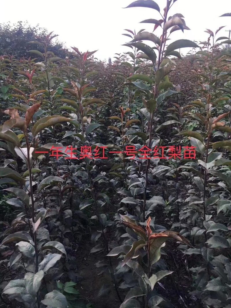 全红梨树苗～奥红1号，它的树枝，树叶，果子，全是红色。