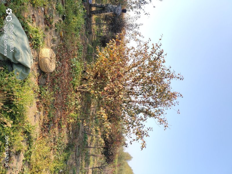 辽北大规格丛生海橖基地地径12-15公分4米高4米冠