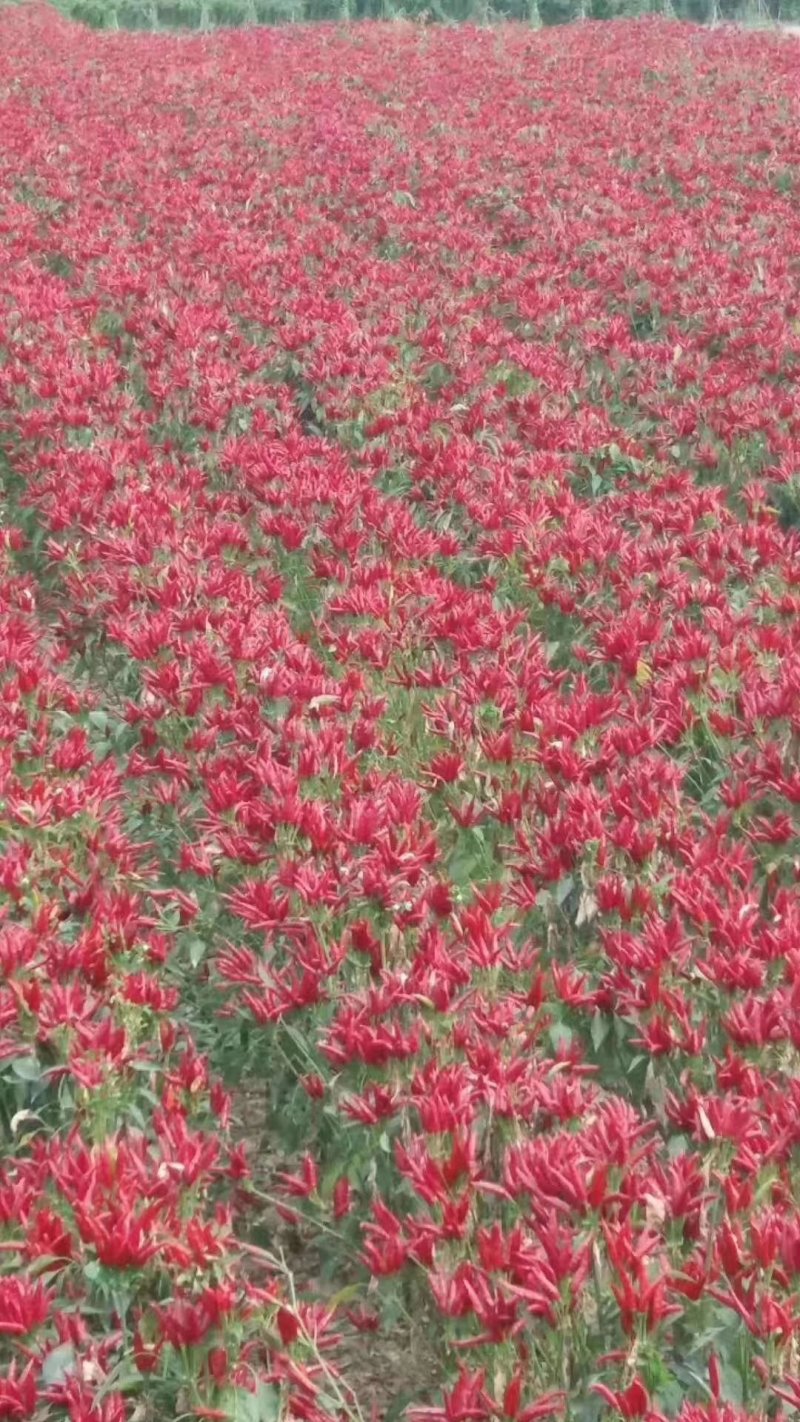 高辣艳红高辣艳红辣椒苗