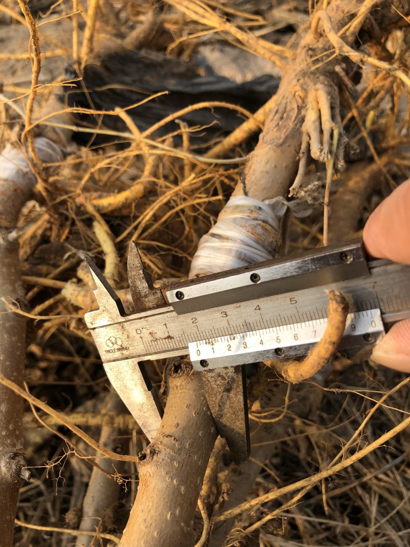 优质嫁接黑珍珠桑葚椹苗量大从优，欢迎选购！