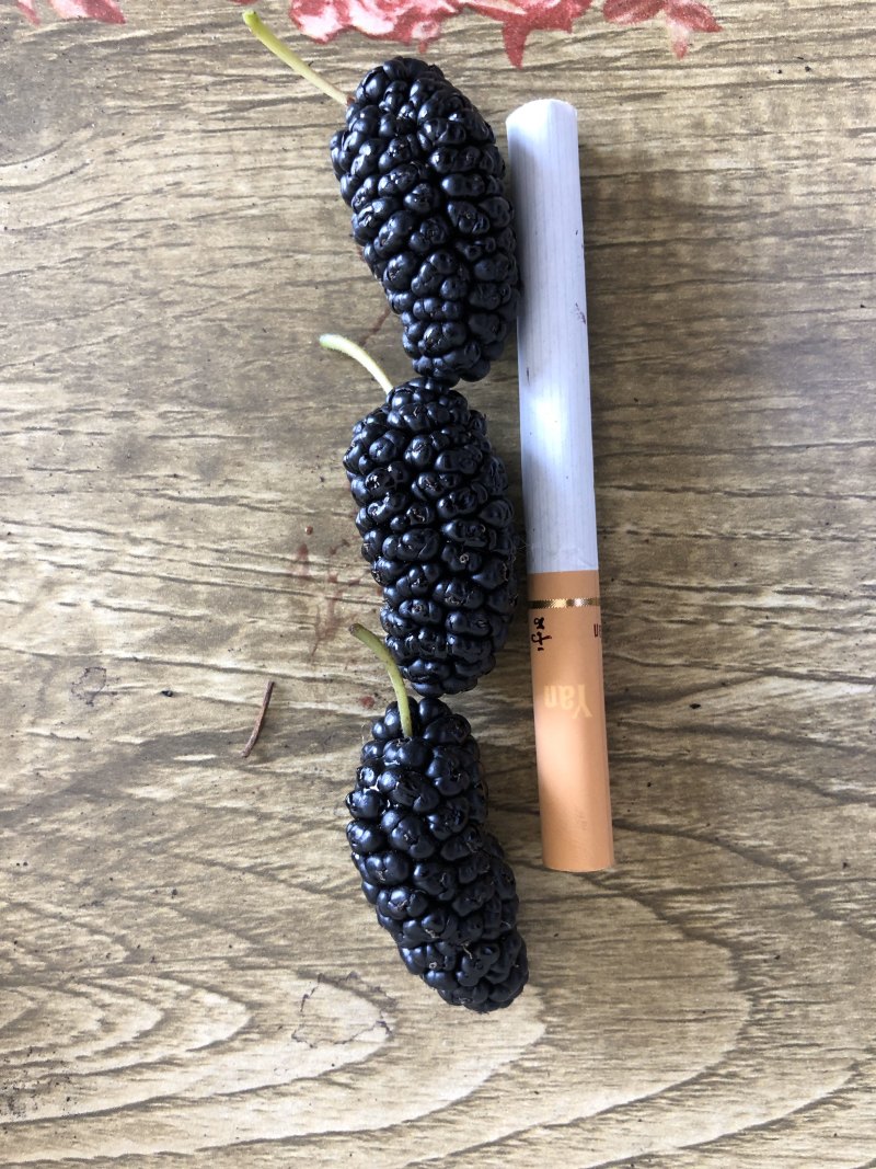 桑葚椹鲜果黑珍珠适合做桑葚干，酿酒、果汁、鲜食