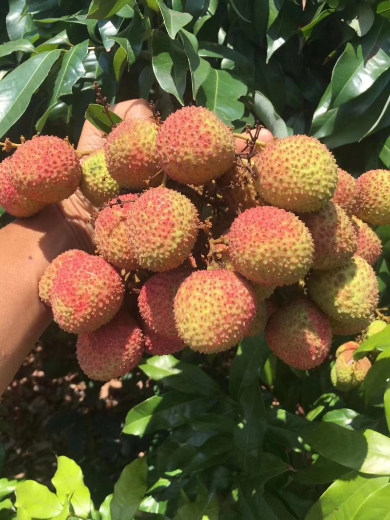 电白荔枝