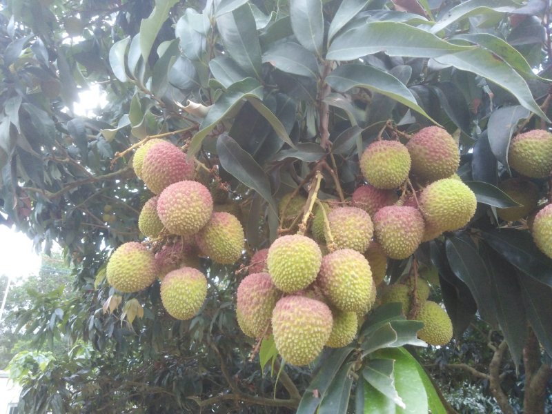 电白荔枝
