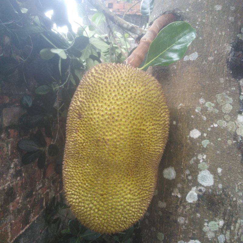 电白荔枝
