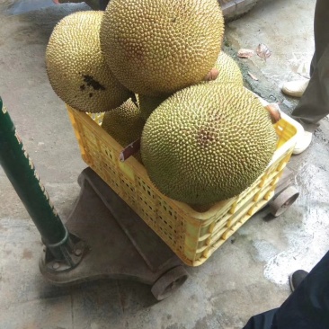 电白荔枝