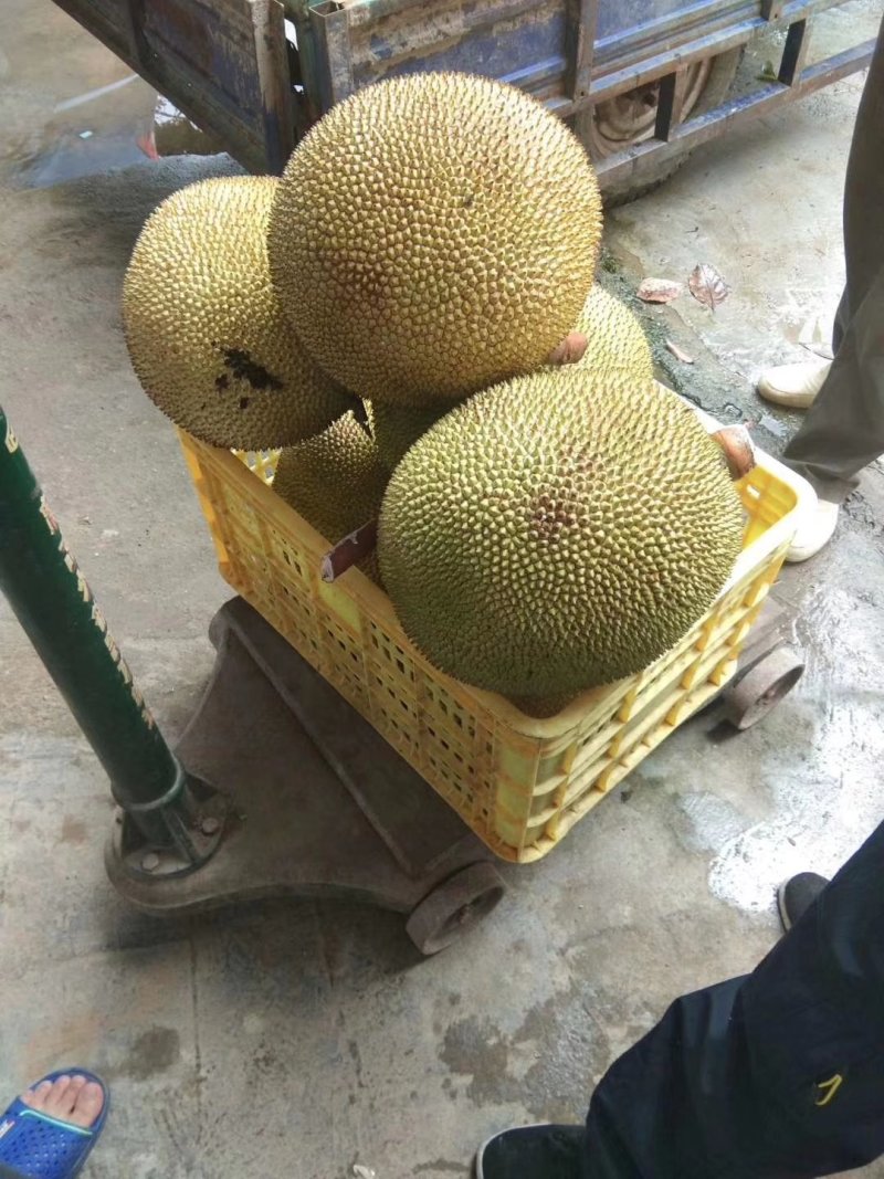 电白荔枝