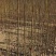 杜仲小苗