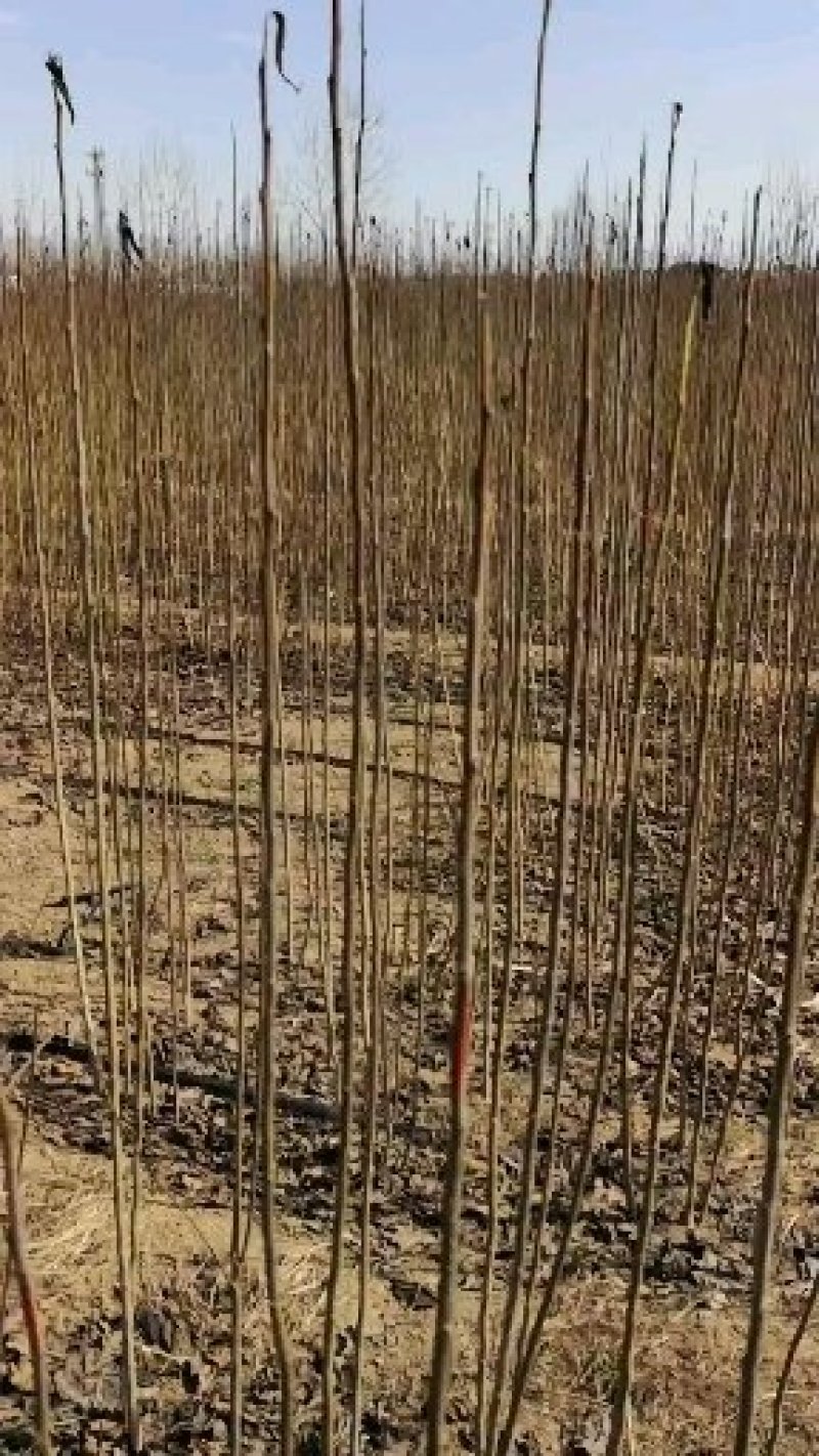 杜仲小苗