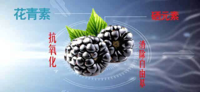 桑葚椹鲜果黑珍珠适合做桑葚干，酿酒、果汁、鲜食