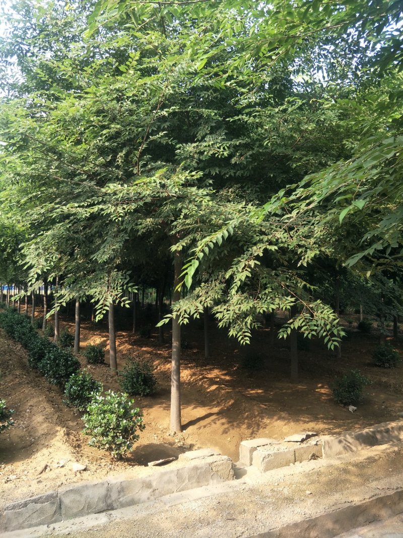 自产自销精品嫁植3年胸径10-15公分榉树，成活率高。