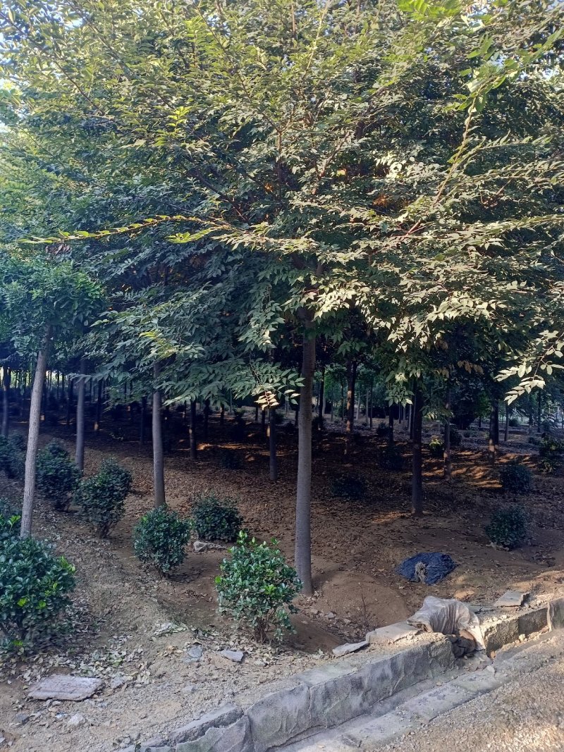 自产自销精品嫁植3年胸径10-15公分榉树，成活率高。