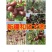 枣树苗（全国各地，均可种植，好养易活）