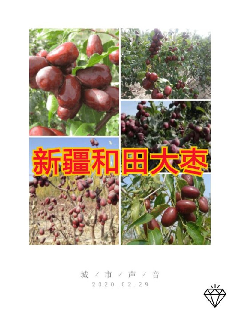 枣树苗（全国各地，均可种植，好养易活）