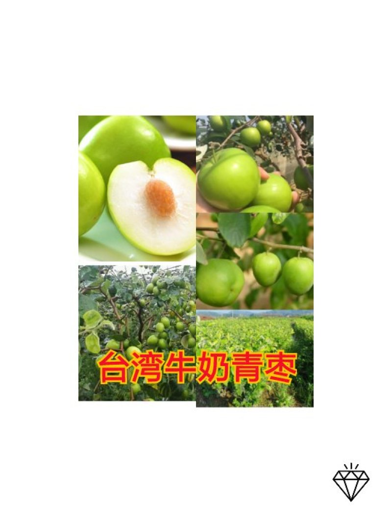 枣树苗（全国各地，均可种植，好养易活）