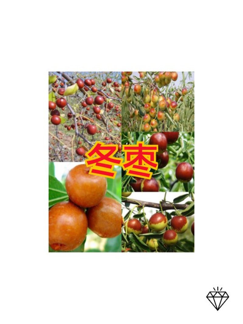枣树苗（全国各地，均可种植，好养易活）