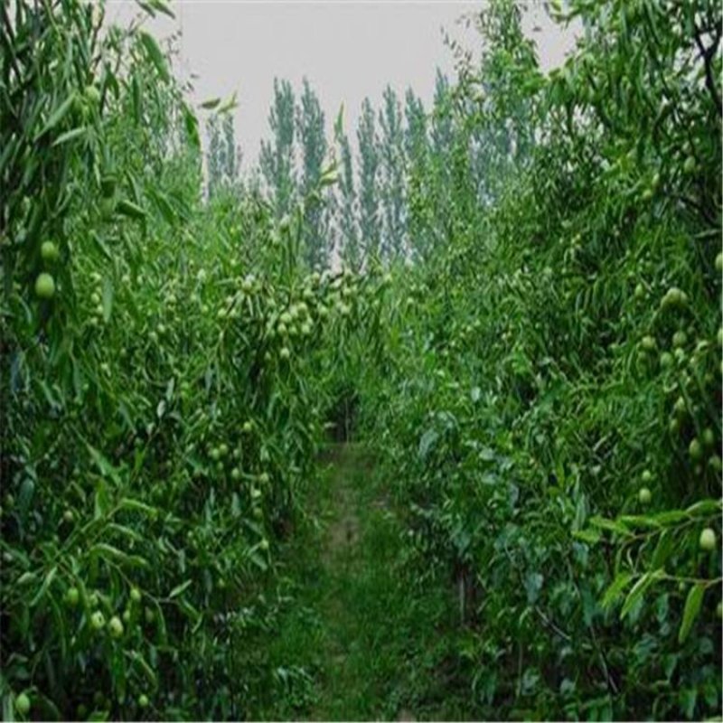 枣树苗（全国各地，均可种植，好养易活）