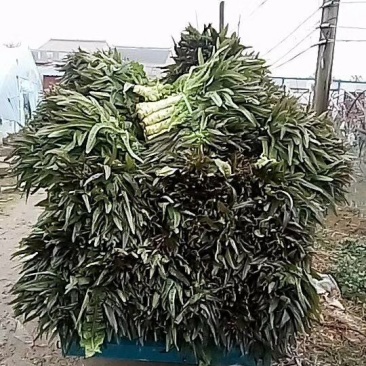 精品红叶香莴笋