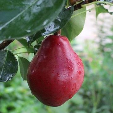 红梨树苗早酥红梨当年结果品种保证正宗嫁接果树苗