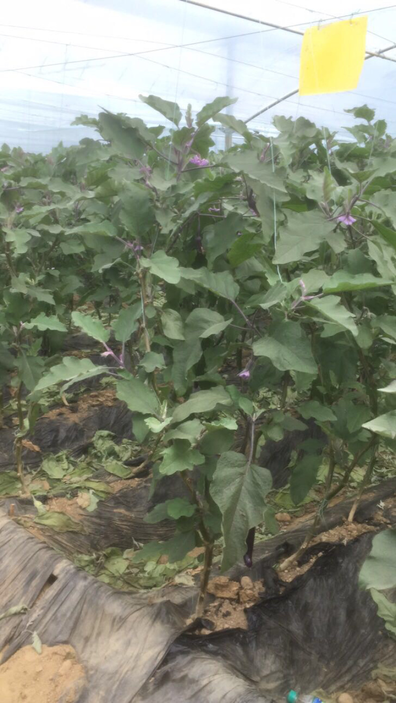 🔥🔥宁都茄子批发，长茄，圆茄，产地直销，视频看货