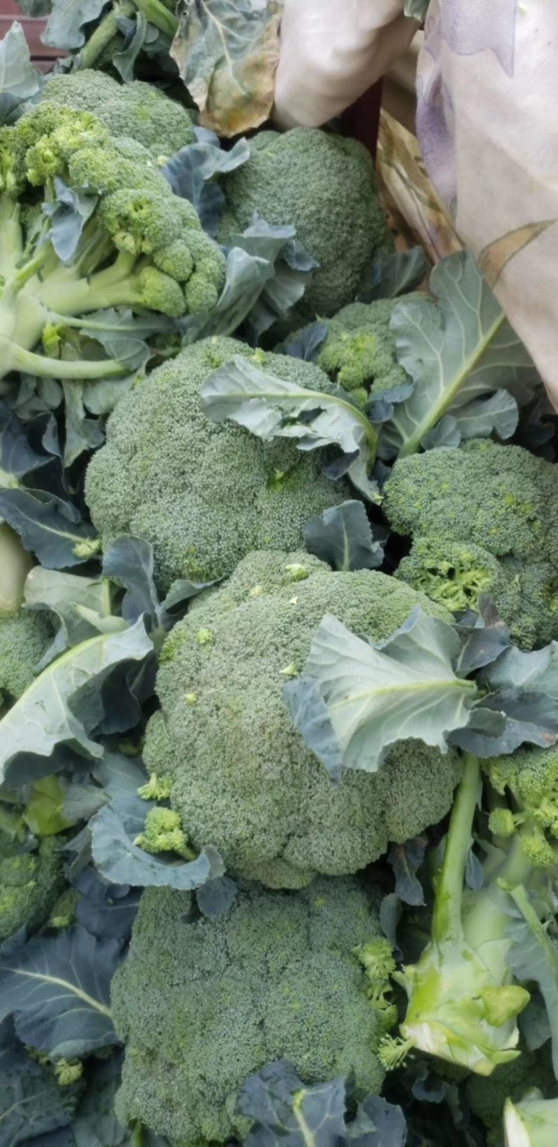优质西兰花大量上市品种好价格低廉耐寒菜品西兰花