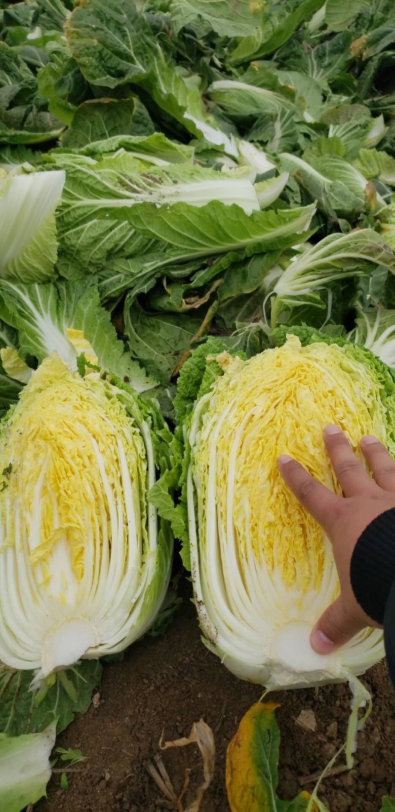 新野黄心大白菜大量供应价格便宜，新鲜采摘保证质量