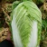 新野黄心大白菜大量供应价格便宜，新鲜采摘保证质量