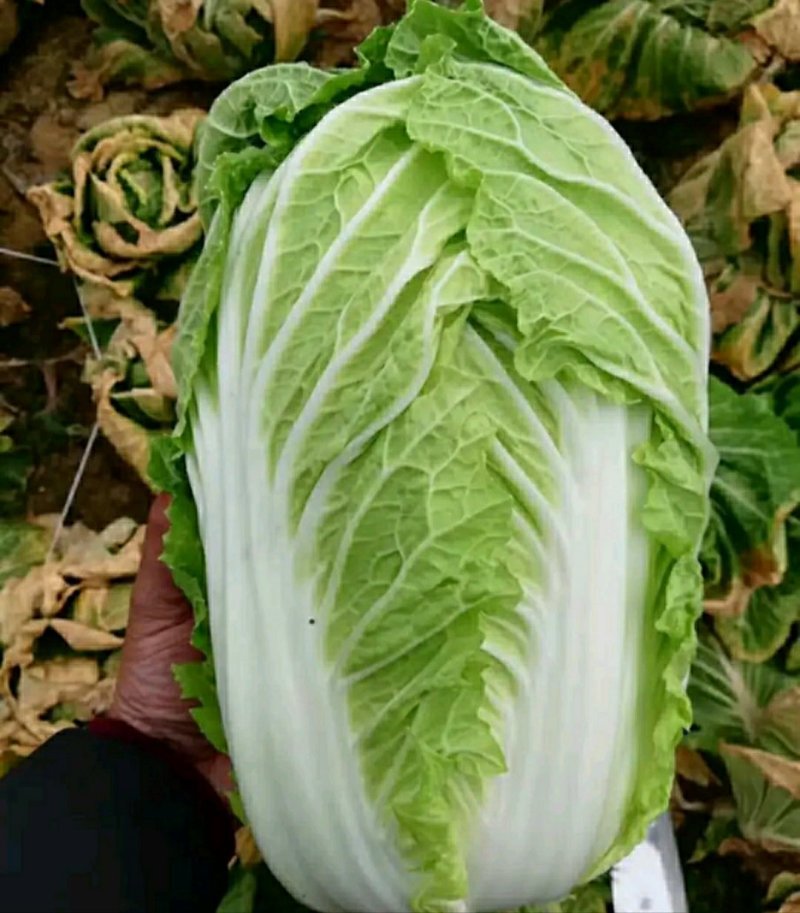 新野黄心大白菜大量供应价格便宜，新鲜采摘保证质量