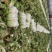 新野黄心大白菜大量供应价格便宜，新鲜采摘保证质量