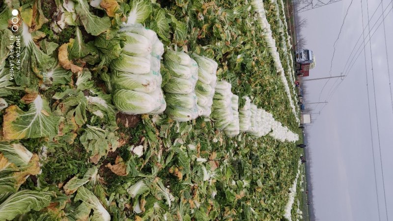 新野黄心大白菜大量供应价格便宜，新鲜采摘保证质量