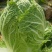 新野黄心大白菜大量供应价格便宜，新鲜采摘保证质量