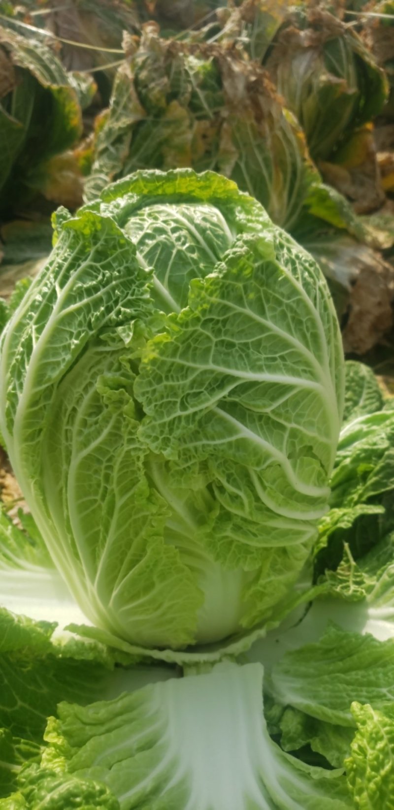 新野黄心大白菜大量供应价格便宜，新鲜采摘保证质量
