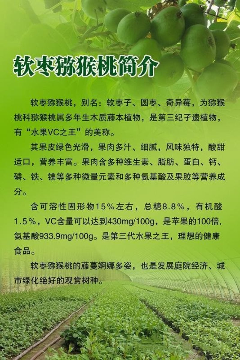 软枣子猕猴桃苗（全国各地均可种植，好养易活）