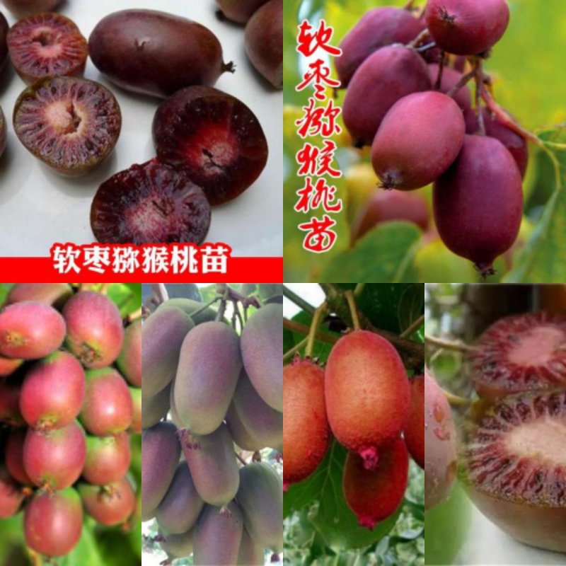 软枣子猕猴桃苗（全国各地均可种植，好养易活）