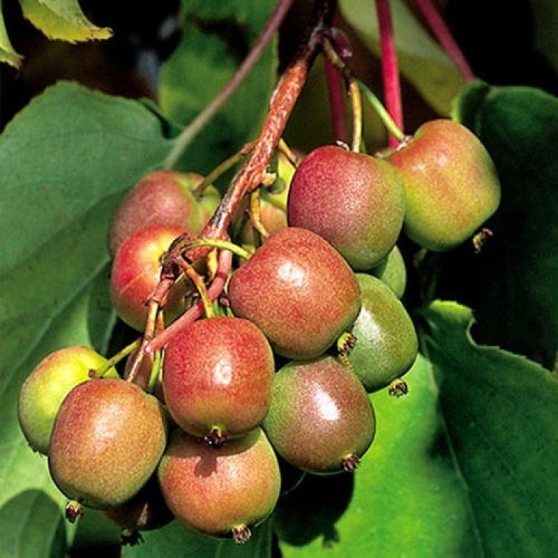 软枣子猕猴桃苗（全国各地均可种植，好养易活）