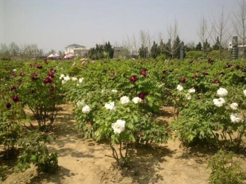 牡丹花，芍药花（全国各地均可种植）