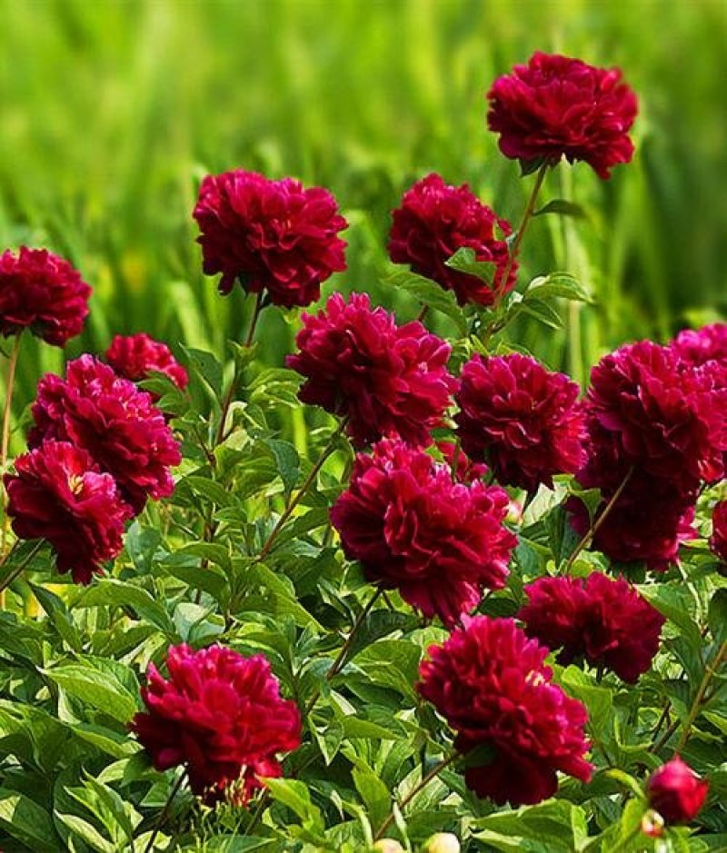 牡丹花，芍药花（全国各地均可种植）
