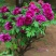 牡丹花，芍药花（全国各地均可种植）