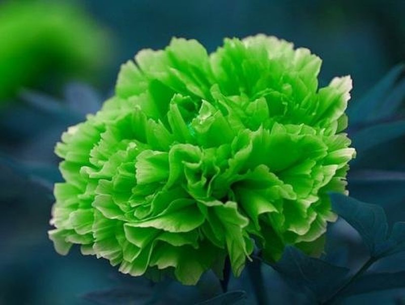 牡丹花，芍药花（全国各地均可种植）