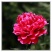 牡丹花，芍药花（全国各地均可种植）