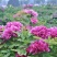 牡丹花，芍药花（全国各地均可种植）