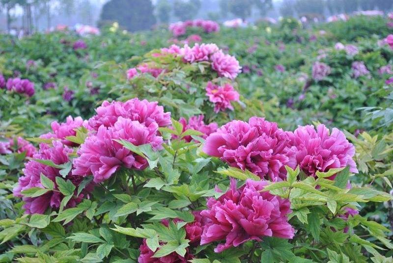 牡丹花，芍药花（全国各地均可种植）