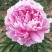 牡丹花，芍药花（全国各地均可种植）