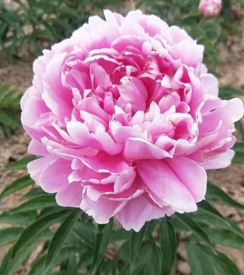 牡丹花，芍药花（全国各地均可种植）