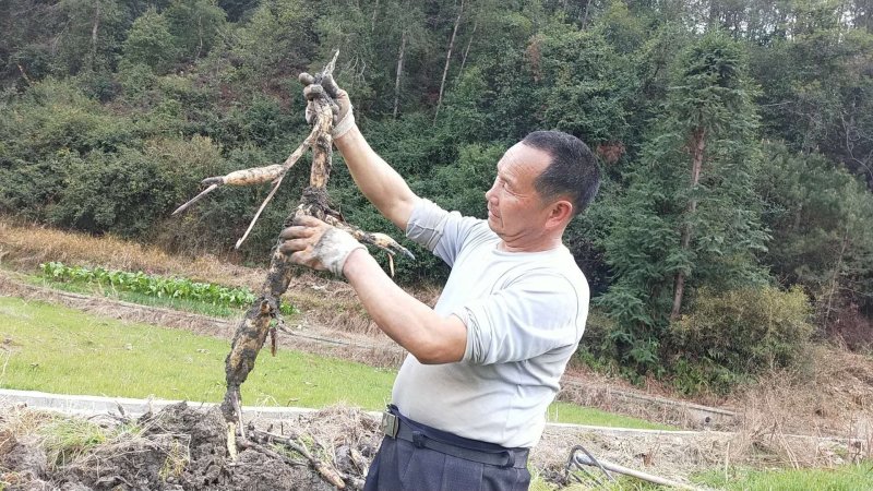 太空26号新品种产量高，颗粒大，连这种量果实多。