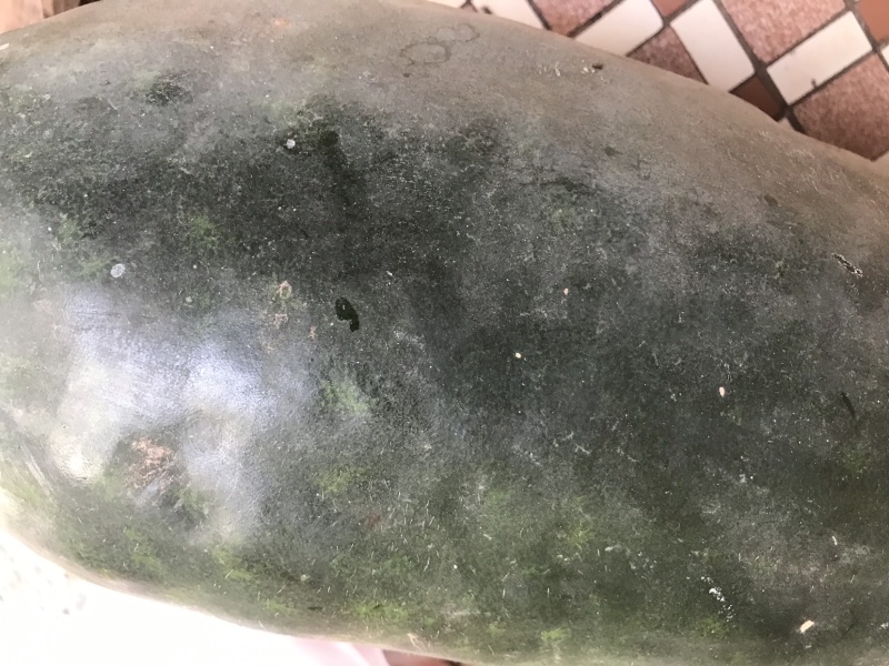 广东黑皮冬瓜大批量出售