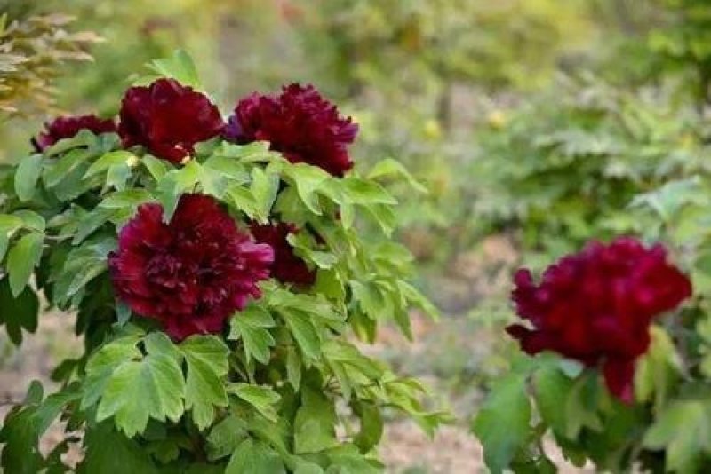牡丹花，芍药花（全国各地均可种植）