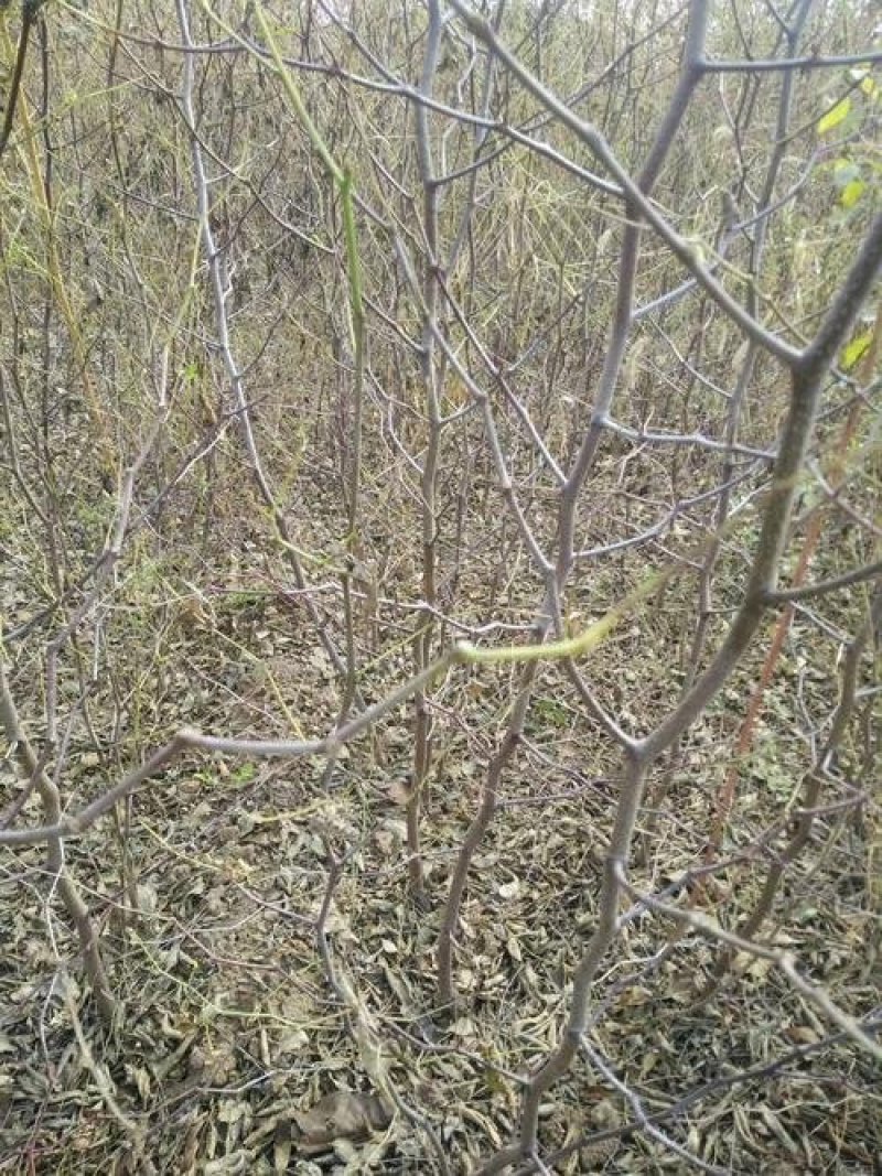 枣树苗（全国各地，均可种植，好养易活）