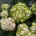无尽夏绣球花苗10年老桩盆栽大花绣球老根八仙花阳台庭院植