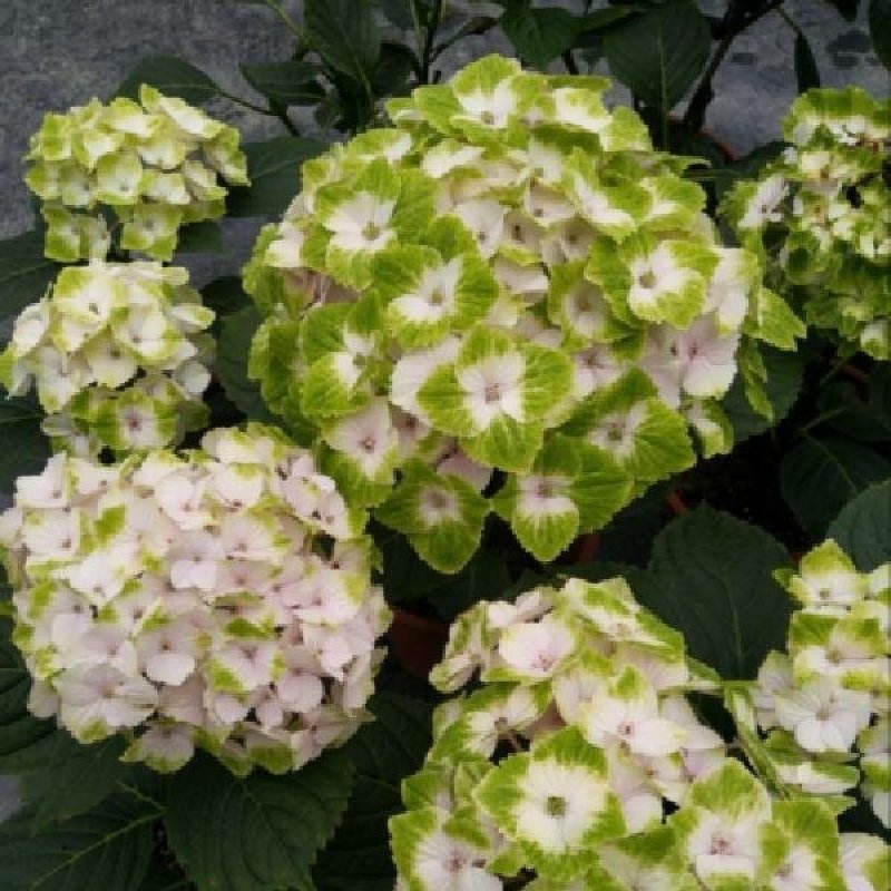 无尽夏绣球花苗10年老桩盆栽大花绣球老根八仙花阳台庭院植