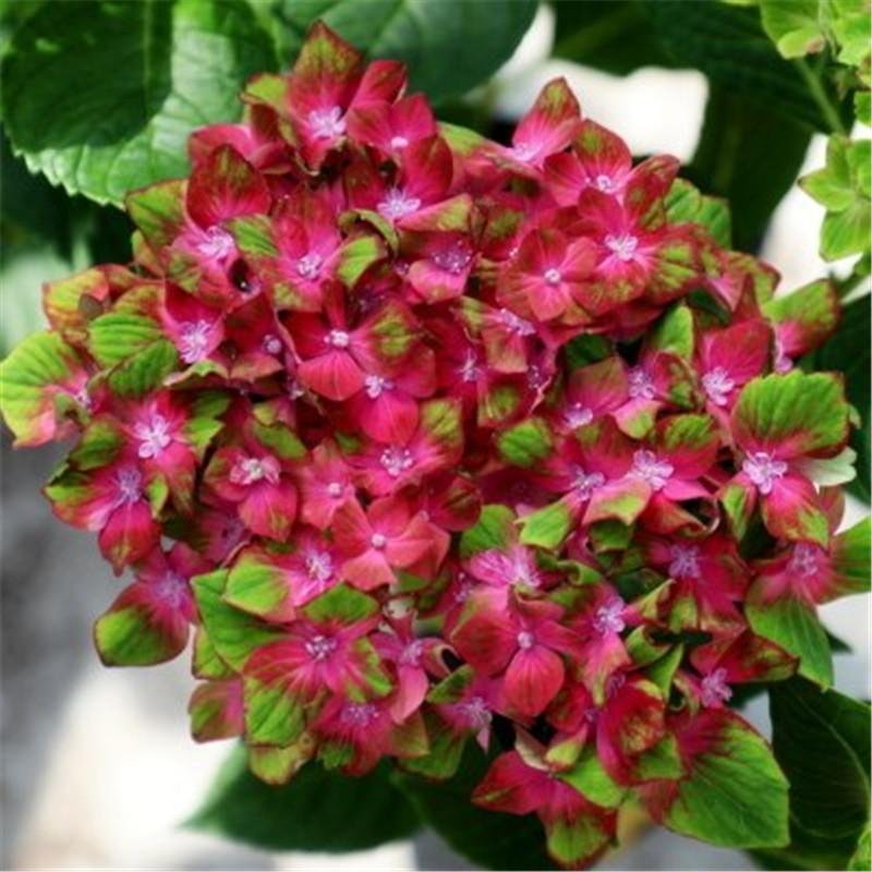 无尽夏绣球花苗10年老桩盆栽大花绣球老根八仙花阳台庭院植